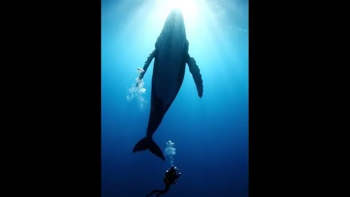 高压监狱 美版免费 - 深蓝星球：探索海洋深处的未知世界